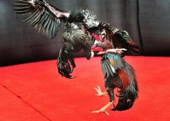 Perfect Benefits of Playing Online Sabong