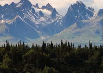 what happened to hector on dr. jeff rocky mountain vet