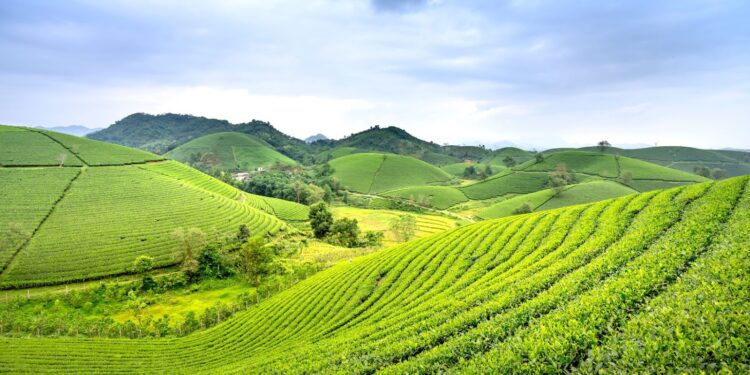 cuantos acres tiene una hectarea