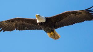 eagles rings how many