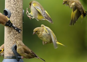 how much does it cost to fix a birds broken leg
