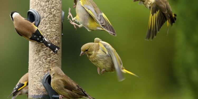 how much does it cost to fix a birds broken leg