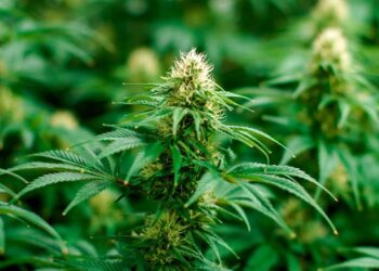 What Marijuana Strain Makes You Laugh: The Hilarious Strains and More