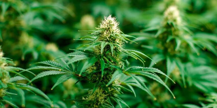 What Marijuana Strain Makes You Laugh: The Hilarious Strains and More