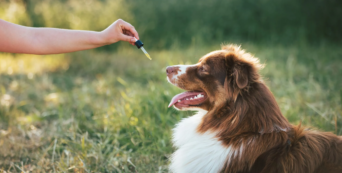 cbd dosage dogs, cbd for dogs weight guide, cbd for dogs use cases, edible cbd dogs, cbd pet supplements, cbd oil dosage dogs, best cbd for dogs, controlled cbd pet treatment, cbd dogs administration, canine cbd dosage