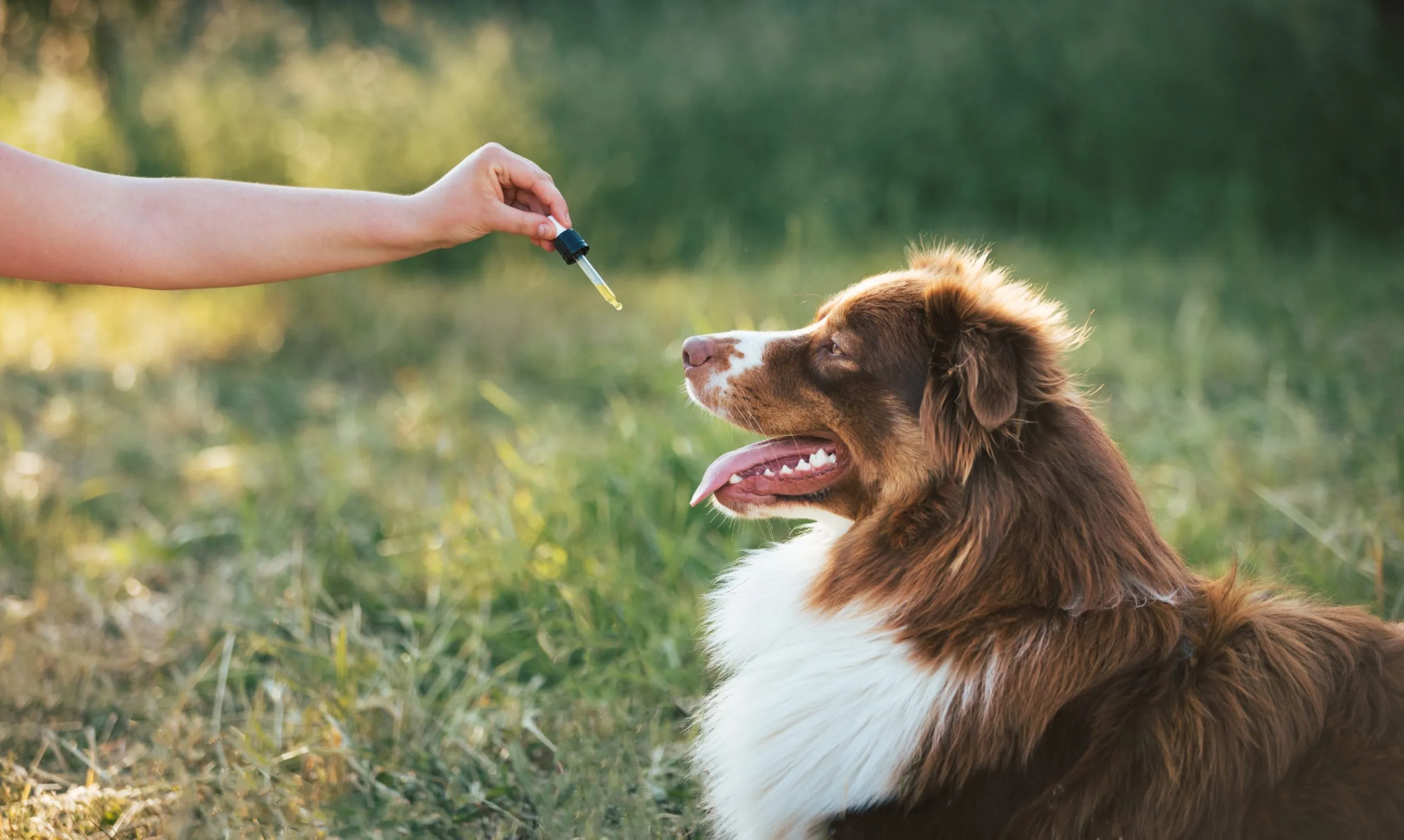 CBD Dosage for Dogs: A Practical Guide to Getting the Right Amount Based on
Weight and Use
Case